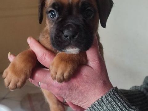 Chiots Boxer &agrave; R&eacute;server 800 31370 Rieumes