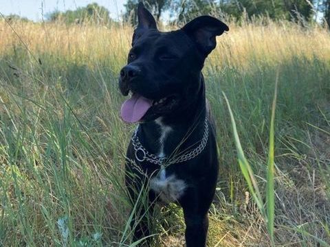 Chien ROCCO &agrave; l adoption 210 38230 Charvieu-chavagneux