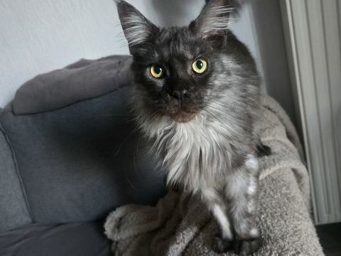 Maine Coon black smoke 380 31800 Miramont-de-comminges