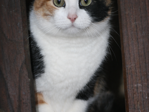 MINOUCHKA Chat tricolore de 2 ans 1/2 195 92260 Fontenay-aux-roses