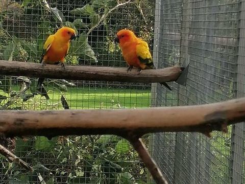 conures soleil et caiques 150 62180 Verton