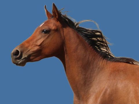 **ZAKARIA AL RIUS** 3500 11800 Saint-frichoux