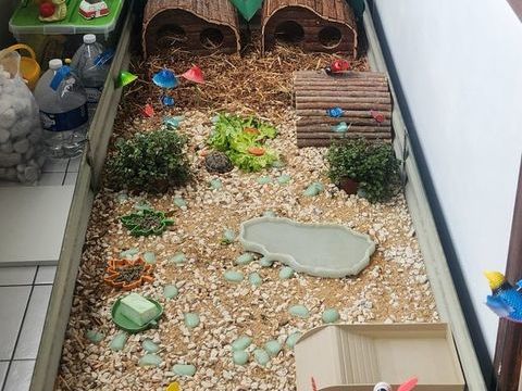 Enclos tortue de terre 100 38200 Vienne