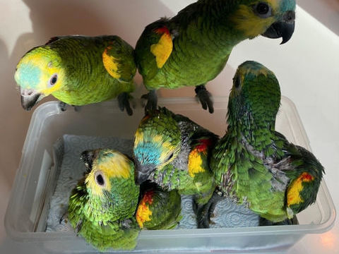 Bébé perroquet amazone front bleu 799 35000 Rennes