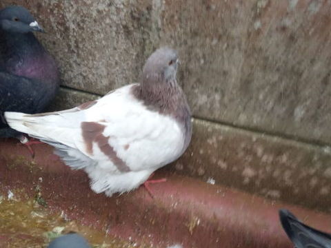 Pigeons mondains n&eacute;s en 2025. 20 18100 Vierzon