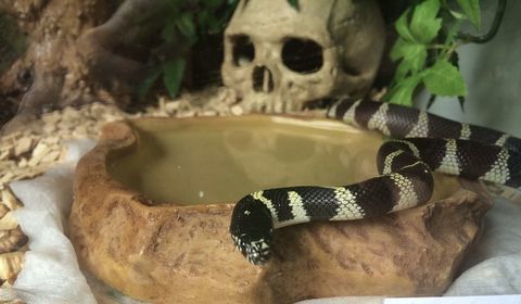 Serpent Roi de californie (Lampropeltis getula californiae) 40 73000 Chambry