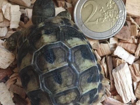 BB Tortues de terre juv&eacute;nilles n&eacute;es dans l'&eacute;t&eacute; 40 30600 Vauvert