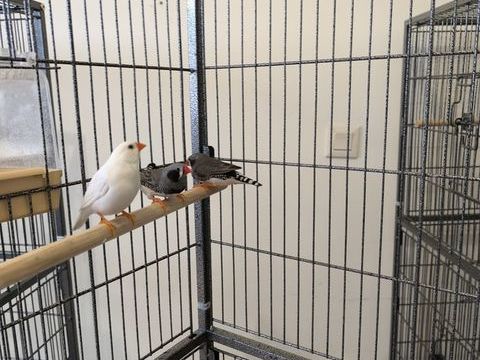 Diamant mandarin 25 56250 Saint-nolff