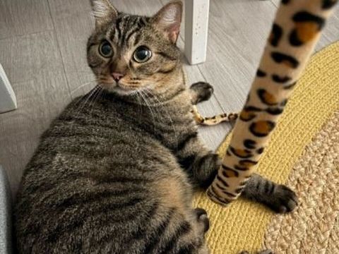 Baqara, un amour de jeune chat ! 180 92700 Colombes