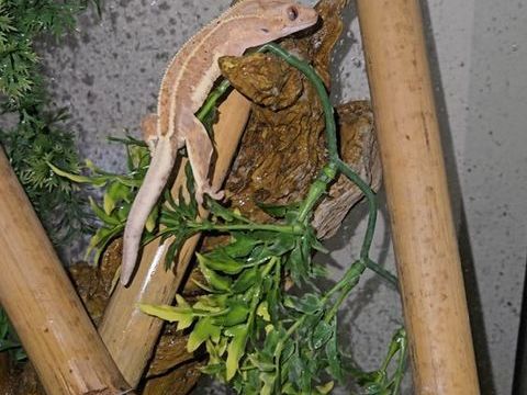 Gecko a cr&ecirc;te 120 95320 Saint-leu-la-for�t