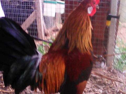 oeufs f&eacute;cond&eacute;s 1 09000 Foix