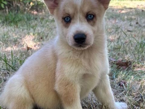Pomsky 700 24410 Festalemps