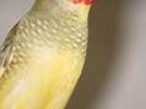 Diamants Ruficauda 25 59270 Mteren