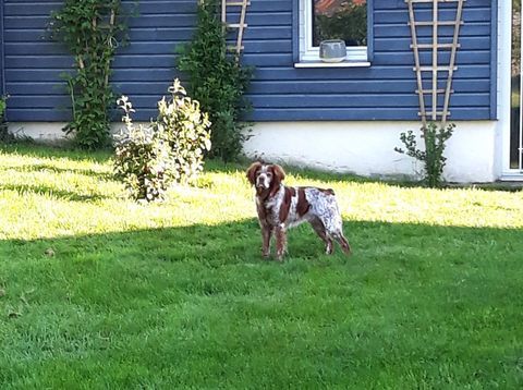 DONNE EPAGNEUL BRETON DE RACE 8 ANS
0 56910 Quelneuc