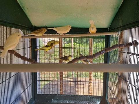 Canaris  toutes couleurs 12 79500 Melle