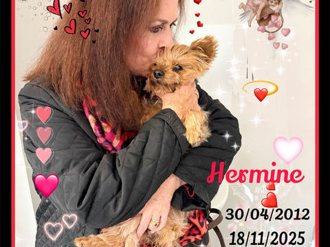 je recherche une York senior car ma petite hermine est parti 0 75013 Paris