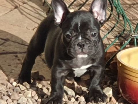 Adorables JOLIES CHIOT BOULEDOGUE FRANÇAIS 580 66000 Perpignan