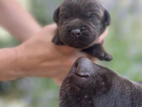 Chiots LOF Labrador Retriever Chocolat 1300 95510 Amenucourt