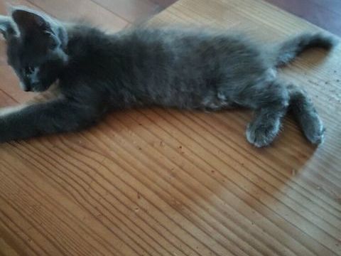 chatons Angora Turc Bleu 600 29140 Rosporden