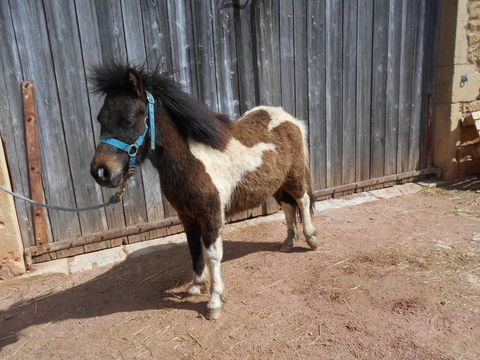 poney shetland de 10 mois 750 71800 La clayette