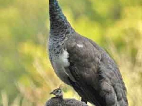 Paons n&eacute; en juillet 2025 50 46340 Salviac