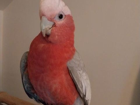 Perdu Perroquet cacato&egrave;s rosalbin 0 51000 Ch�lons-en-champagne