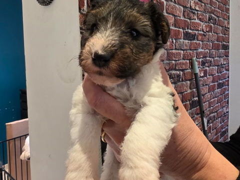 chiots Fox terrier à poil dur 1000 60200 Compigne