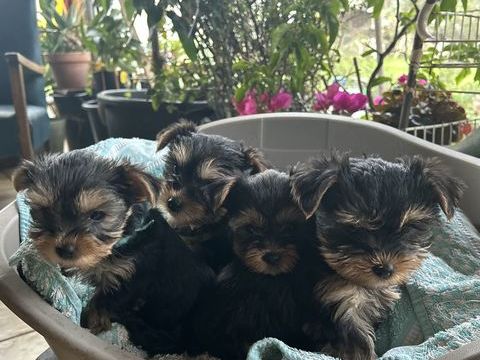 Bébé yorkshire 950 33390 Campugnan