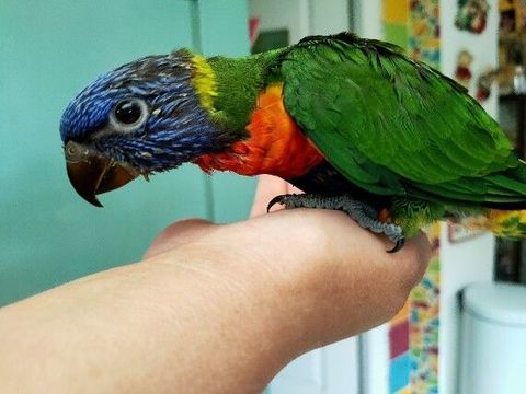 perroquet loriquet eam 475 59112 Annullin