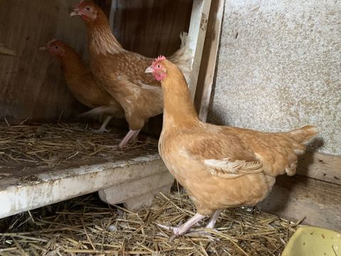 Jeunes poules pondeuses ( ROUSSES ) 13 35111 La fresnais