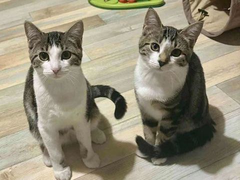 Chats Juniors ( Femelles ) à l'adoption  / 6 mois 80 62149 Annequin