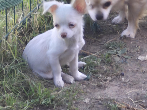 Chihuahua à poils mi-long 750 33220 Sainte-foy-la-grande