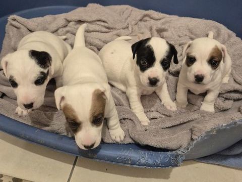 Chiots jack russell 750 24460 Château-l'Évêque