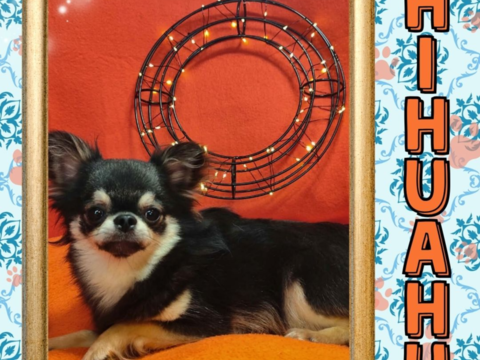 Chiot chihuahua m&acirc;le poils longs 600 18140 Pr�cy