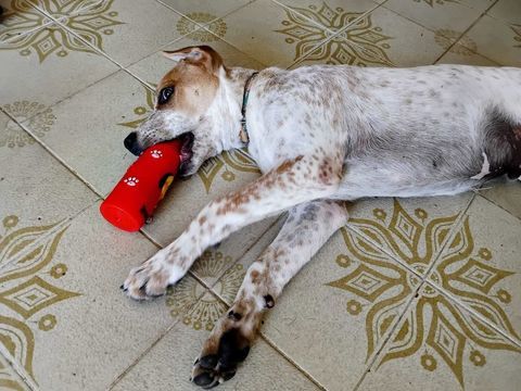 Titou,3 mois et demi, cherche un bon foyer 150 94310 Orly