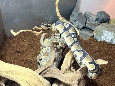 Python 90 85000 La roche-sur-yon