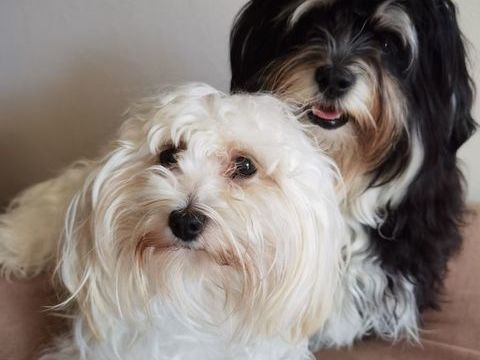 BICHONS HAVANAIS 890 22220 Tr�darzec