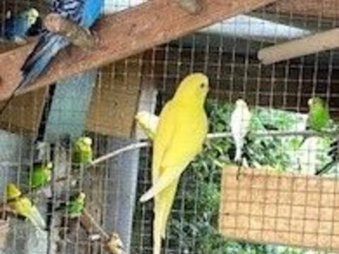 JEUNES PERRUCHES 2025 20 93160 Noisy-le-grand