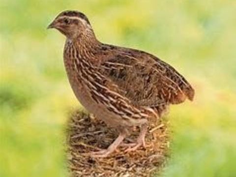 Caille pondeuse du japon livraison possible 7 77540 Courpalay