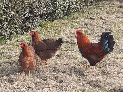 Oeufs f&eacute;cond&eacute;s ,  poule et coq welsumer 2 50190 P�riers