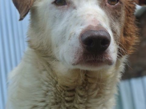 Galak à l'adoption 300 87000 Limoges