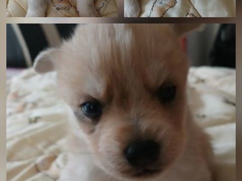 Pomsky 990 24410 Festalemps