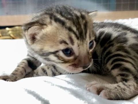 Magnifiques chatons bengals 1500 90500 Beaucourt