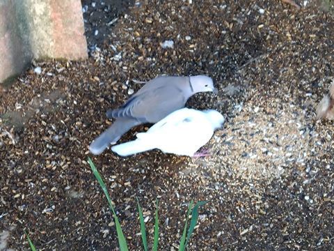 Tourterelle 20 17430 Champdolent