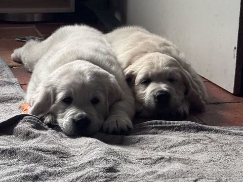 Golden Retriever 800 85700 Les châtelliers-châteaumur