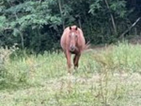   Hongre à donner  