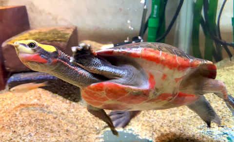 Tortue aquatique Emydura subglobosa (Tortue à ventre rouge) 50 62650 Parenty