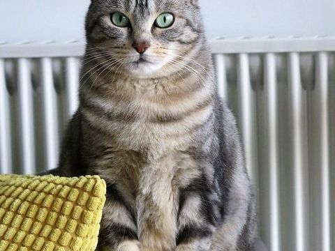 XENA, adorable minette douce et joueuse à mettre en confiance 160 94430 Chennevires-sur-marne