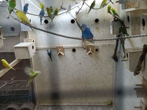 Perruche ondulée 30 13190 Allauch