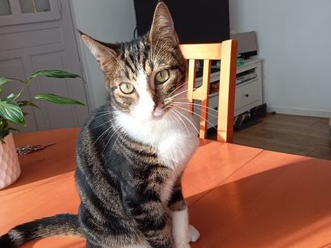 WINDOWS 180 95620 Parmain